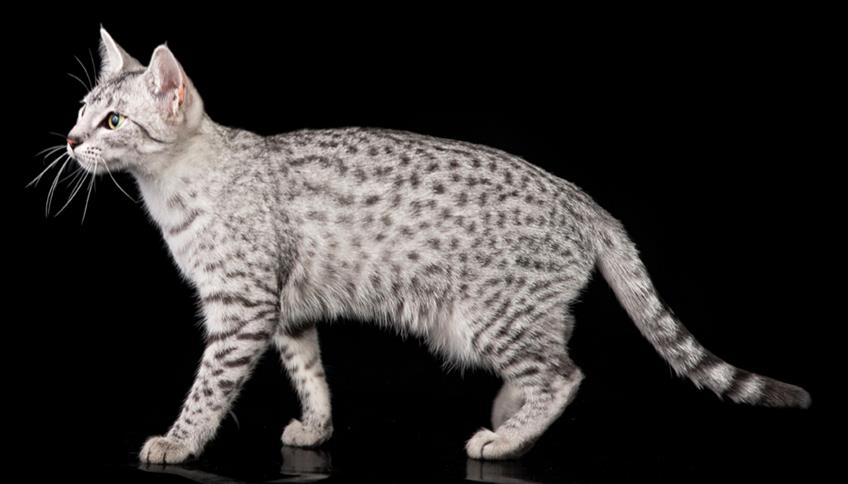 Egyptian Mau, il felino adorato dagli antichi egizi Egyptian Mau, il felino adorato dagli antichi egizi
